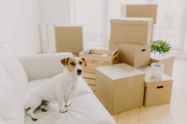 Which Footwear Designs Can Help Alleviate Symptoms of Plantar Fasciitis?